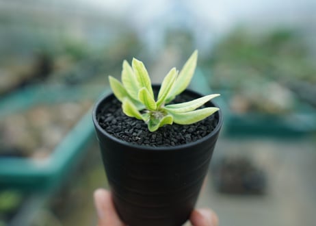 パキポディウム　恵比寿笑い　Pachypodium brevicaule　No.2