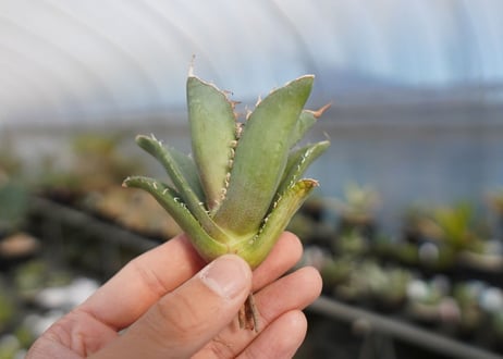 agave titanota 獅子光　lion light No.1