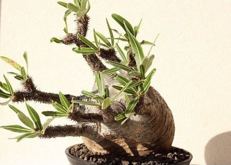 Pachypodium Gracilius パキポディウム  グラキリス  №12