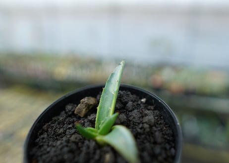 アガベ　シャークスキン Agave Sharkskin No.2