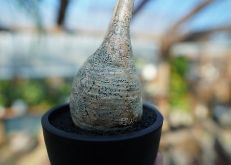 【未発根】パキポディウム　グラキリス　 Pachypodium Gracilius  No.4