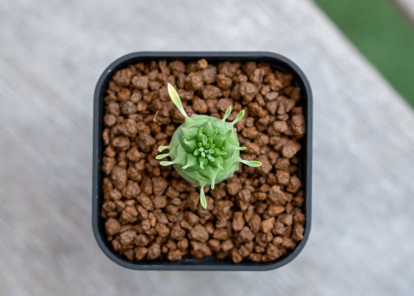 オベサ鉄甲 | mana's green:塊根植物販売|マナズグリーン オベサ鉄甲 | mana's green:塊根植物販売|マナズグリーン