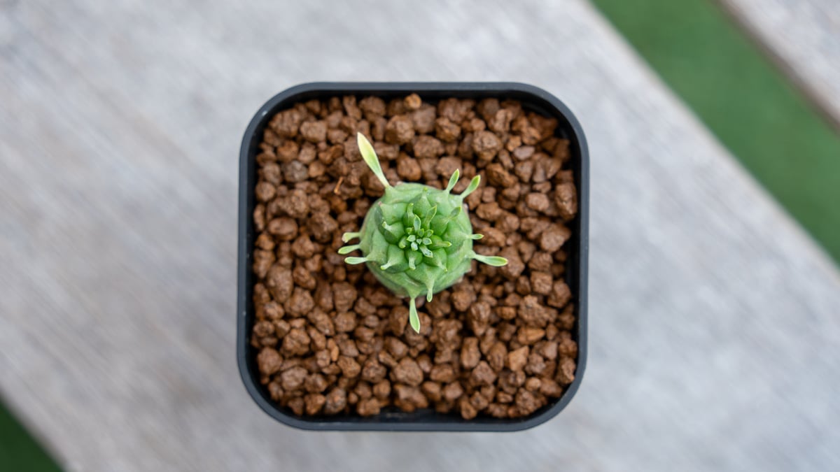 F*様 オベサ鉄甲 オベサ鉄甲 | mana's farm:塊根植物・アガベ・ドライガーデン