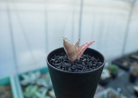 アガベ　チタノタ　萬代厳竜　Agave lophantha×titanota