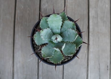 アガベ　マクロアカンサ×ポタトラム　 Agave macroacantha×potatorum