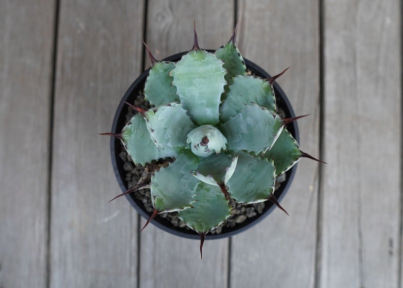 アガベ マクロアカンサ×ポタトラム Agave macroacantha×potatorum