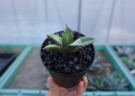 アガベ　チタノタ　姫厳竜　Agave titanota dwarf