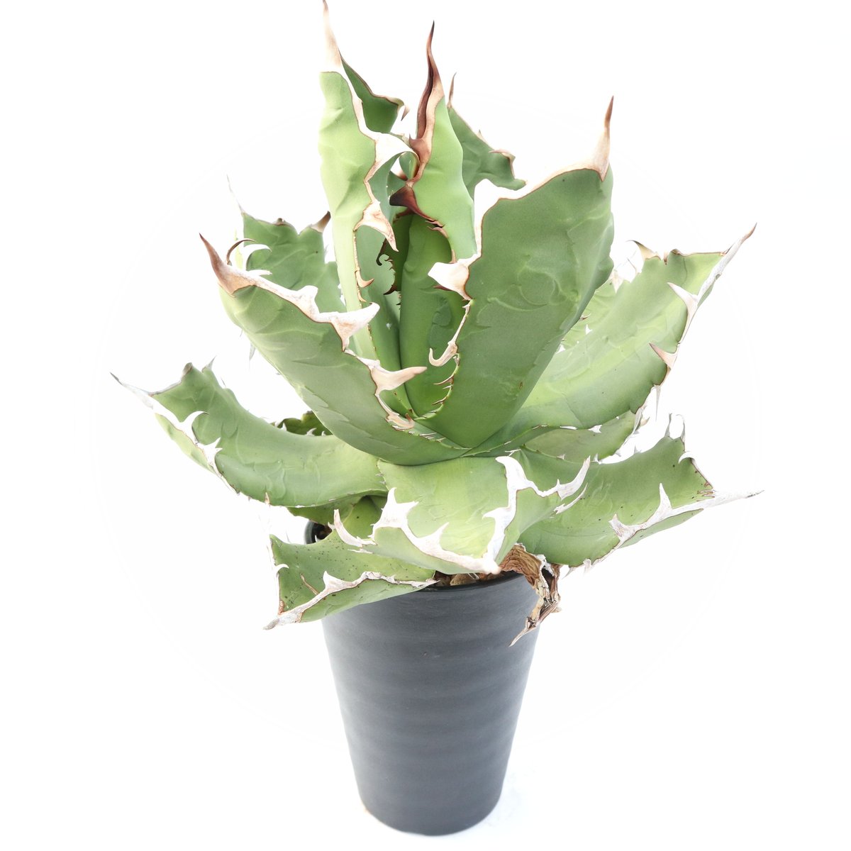 アガベ チタノタ FO76 no.10 | mana's farm:塊根植物・アガベ・ドライ