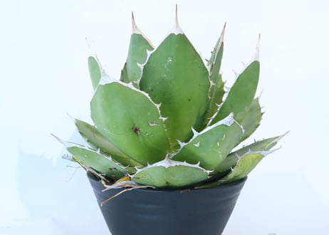 Agave titanota FO-76