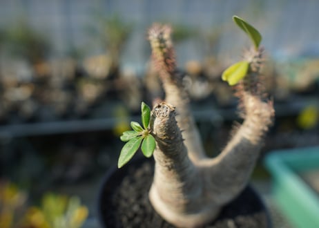 パキポディウム マカイエンセ　Pachypodium makayense　No.4