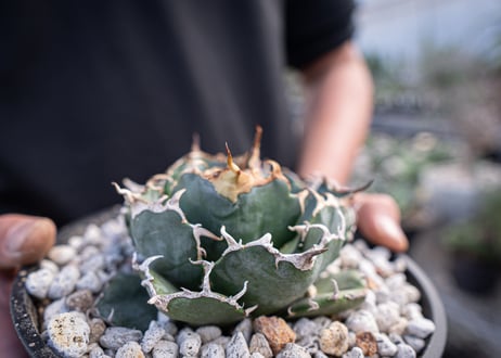 agave titanota　白鯨  ガチムチ選抜株  No.3