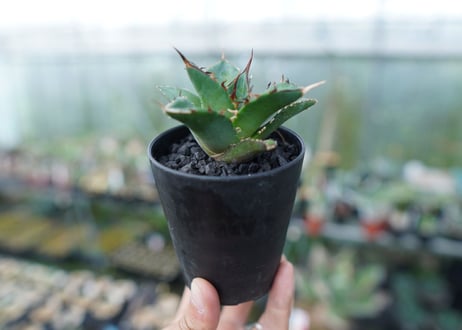 アガベ　チタノタ　ハデス　Agave titanota Hades