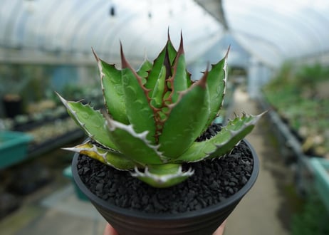 アガベ　チタノタ　萬代厳竜　Agave lophantha×titanota