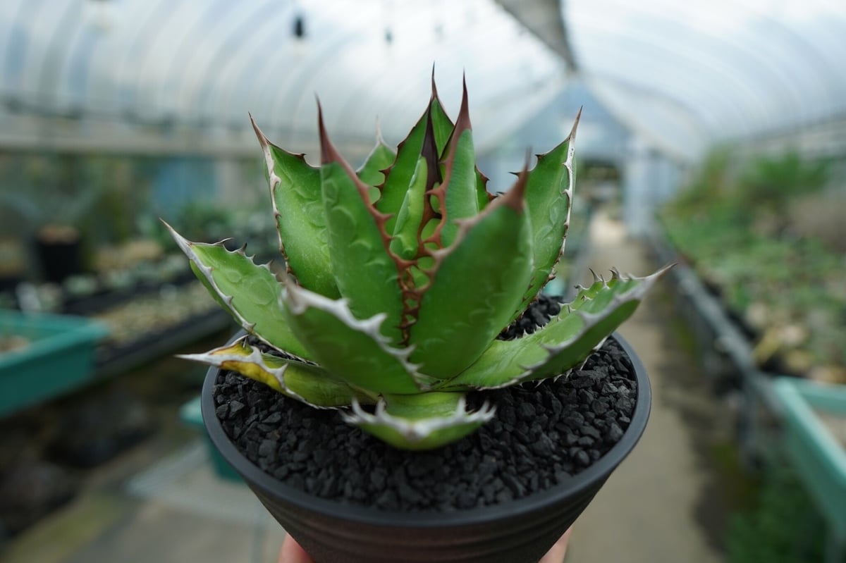 アガベ レア 大株 ドラゴンスケール 【公式通販】