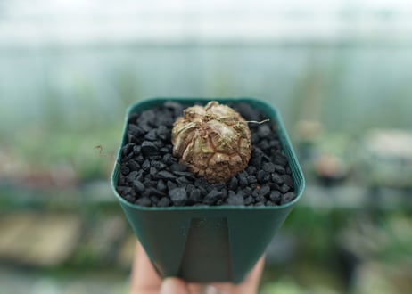 亀甲竜　Dioscorea elephantipes　No.4