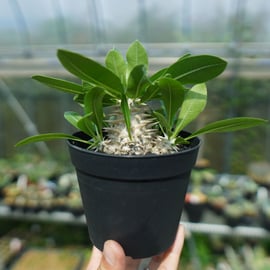 人気の恵比寿大黒と個性的なマカイエンセをアップします。 | mana's