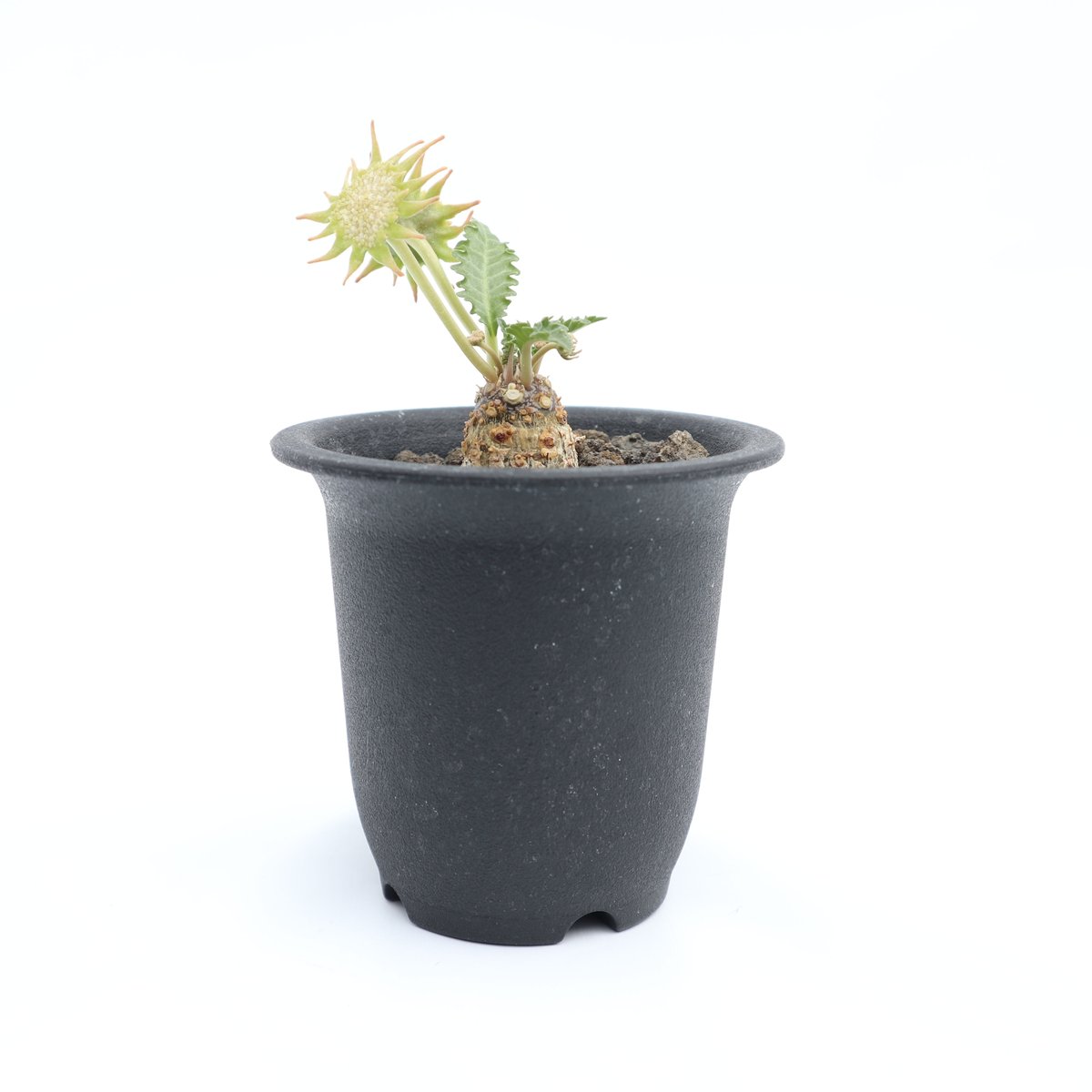 【激レア/超大型株/塊根植物】ドルステニア ラブラニー 超大型株 鉢植え 激レア/超大型株/塊根植物】ドルステニア ラブラニー 超大型株