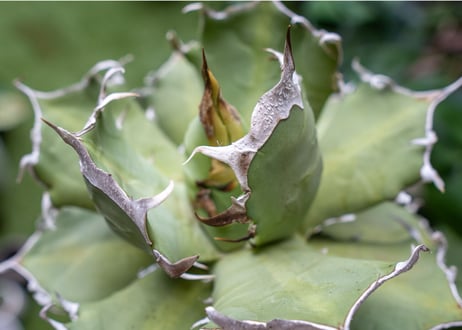 Agave titanota Xuefeng 雪峰　レア品種