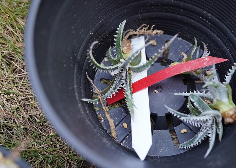 Dyckia Half21 | mana's farm:塊根植物・アガベ・ドライガーデン植物販