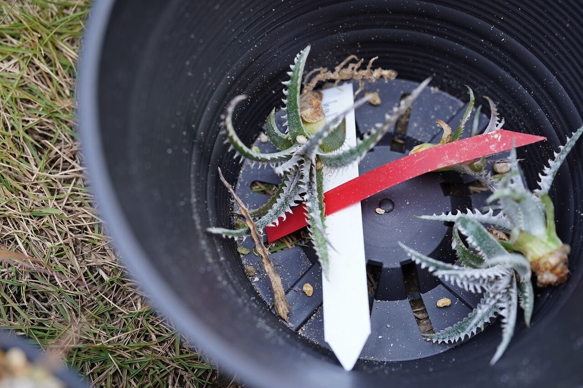 Dyckia Half21 | mana's farm:塊根植物・アガベ・ドライガーデン植物販