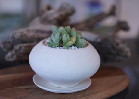 Sedum mocinianum