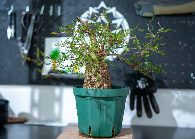 オペルクリカリア パキプス 沖縄で管理後1年 No.1 | mana's farm:塊根