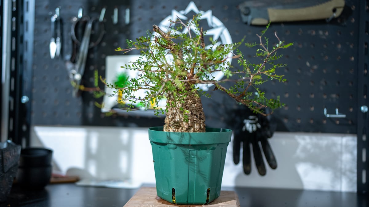 パキプス　沖縄実生　5年 Amazon.co.jp: パキプス実生5年株 タンク特大 鉢ごと ホビーグッズ