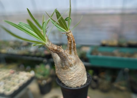 パキポディウム　グラキリス　 Pachypodium Gracilius  No.2