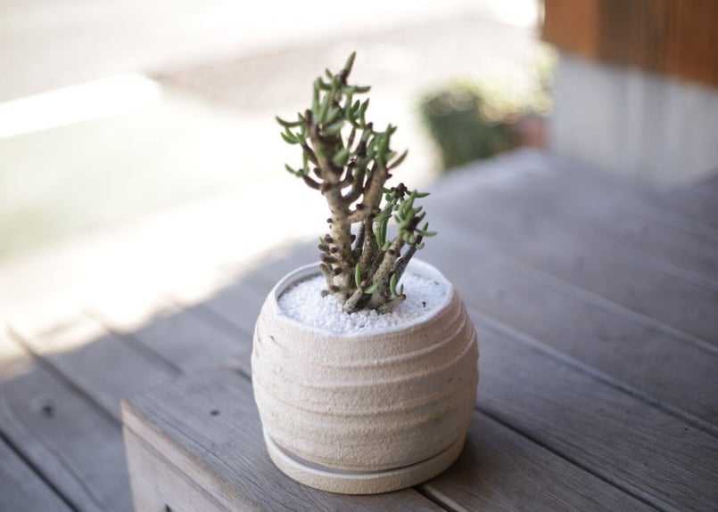 チレコドン ブッコルジアヌス Tylecodon buchholzianus | mana's