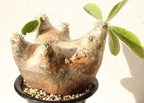 Pachypodium eburneum　パキポディウム　エブレネウム  no.２