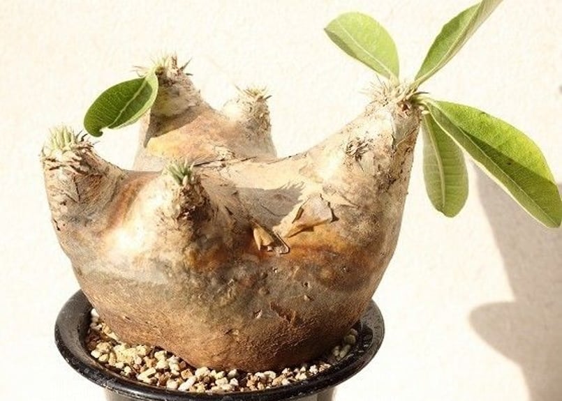 Pachypodium eburneum パキポディウム エブレネウム no.2 | man