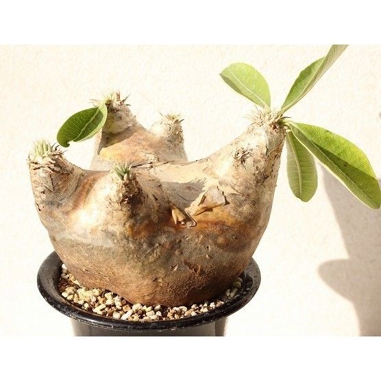 パキポディウム エブレネウム Pachypodium eburneum ② Pachypodium eburneum パキポディウム エブレネウム no.2 | man