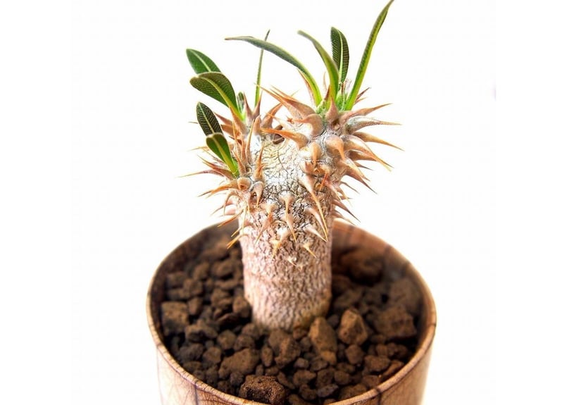 パキポディウム ロスラーツム Pachypodium rosulatum france p