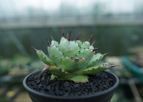 アガベ　マクロアカンサ×ポタトラム　 Agave macroacantha×potatorum
