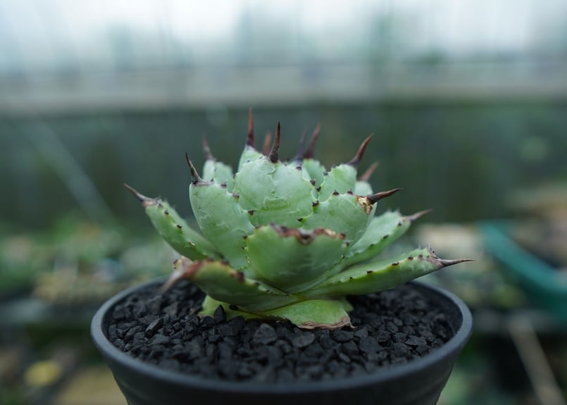 アガベ マクロアカンサ×ポタトラム Agave macroacantha×potatorum