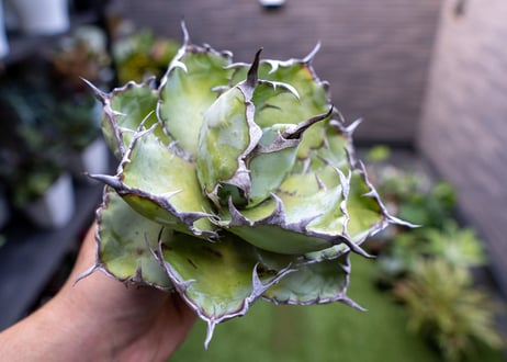 Agave B&B A NO.3
