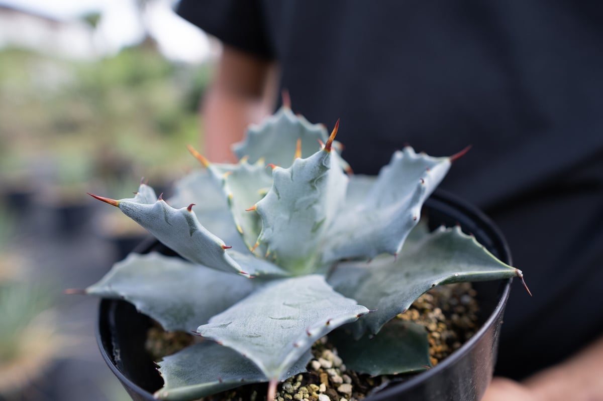 アガベ シャウィスト（シャウィー×イシスメンシス） 大株 大株 アガベ イシスメンシス アガベ シャウィスト（シャウィー