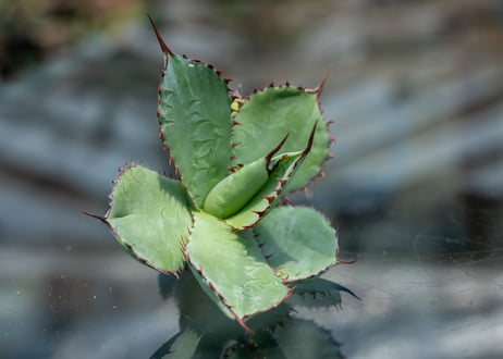 アガベ グアダラハラナ カキコ株