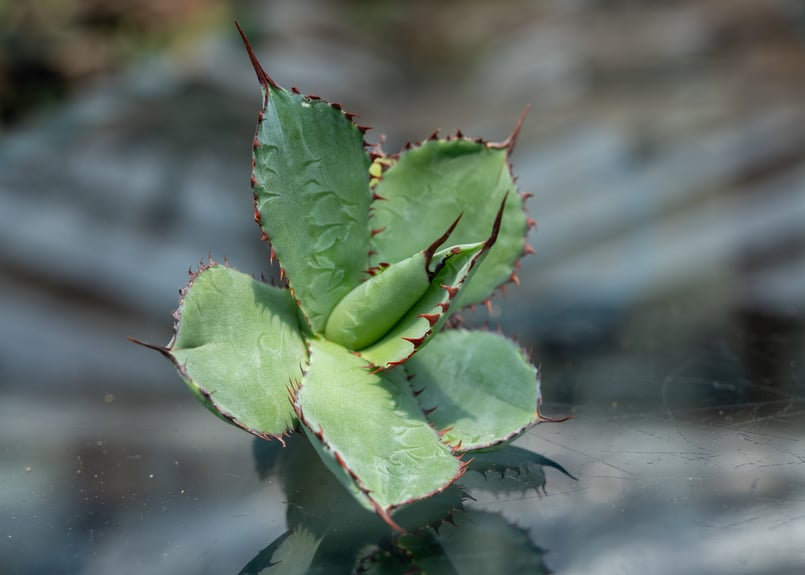 アガベ グアダラハラナ カキコ株 | mana's farm:塊根植物・アガベ