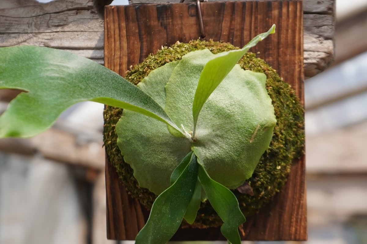 ビカクシダ P.bifurcatum Popcorn (pup) Platycerium bifurcatum Popcorn (pup) | naturefix