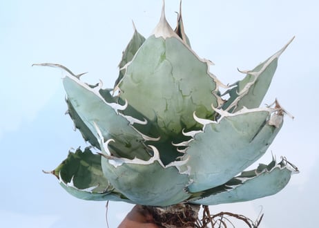 Agave titanota 'White Ice'  №２