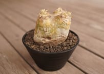 Soulabo x mana's farm AGAVE-ZERO Black & Blue