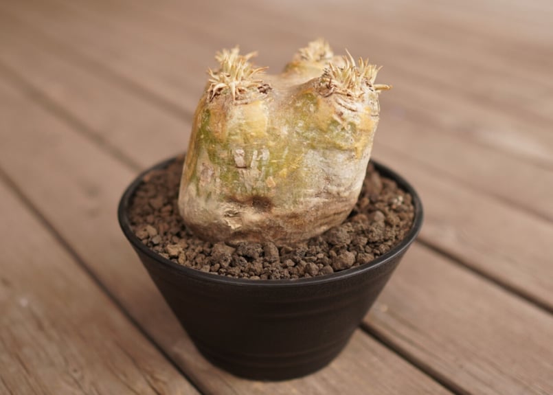 パキポディウムエブレネウム現地球 pachypodium eburneum《L size》※現地球株発根済※メクれ上がった