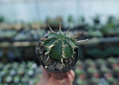 ユーフォルビア　バリダ　Euphorbia valida　No.3