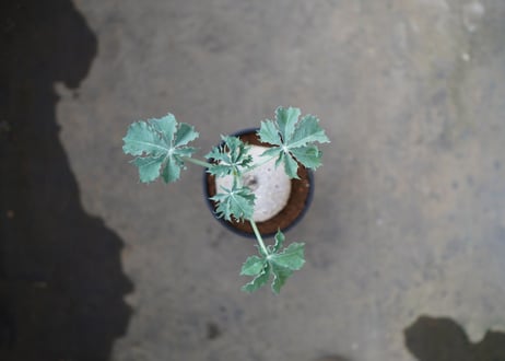 錦珊瑚 　《4》
