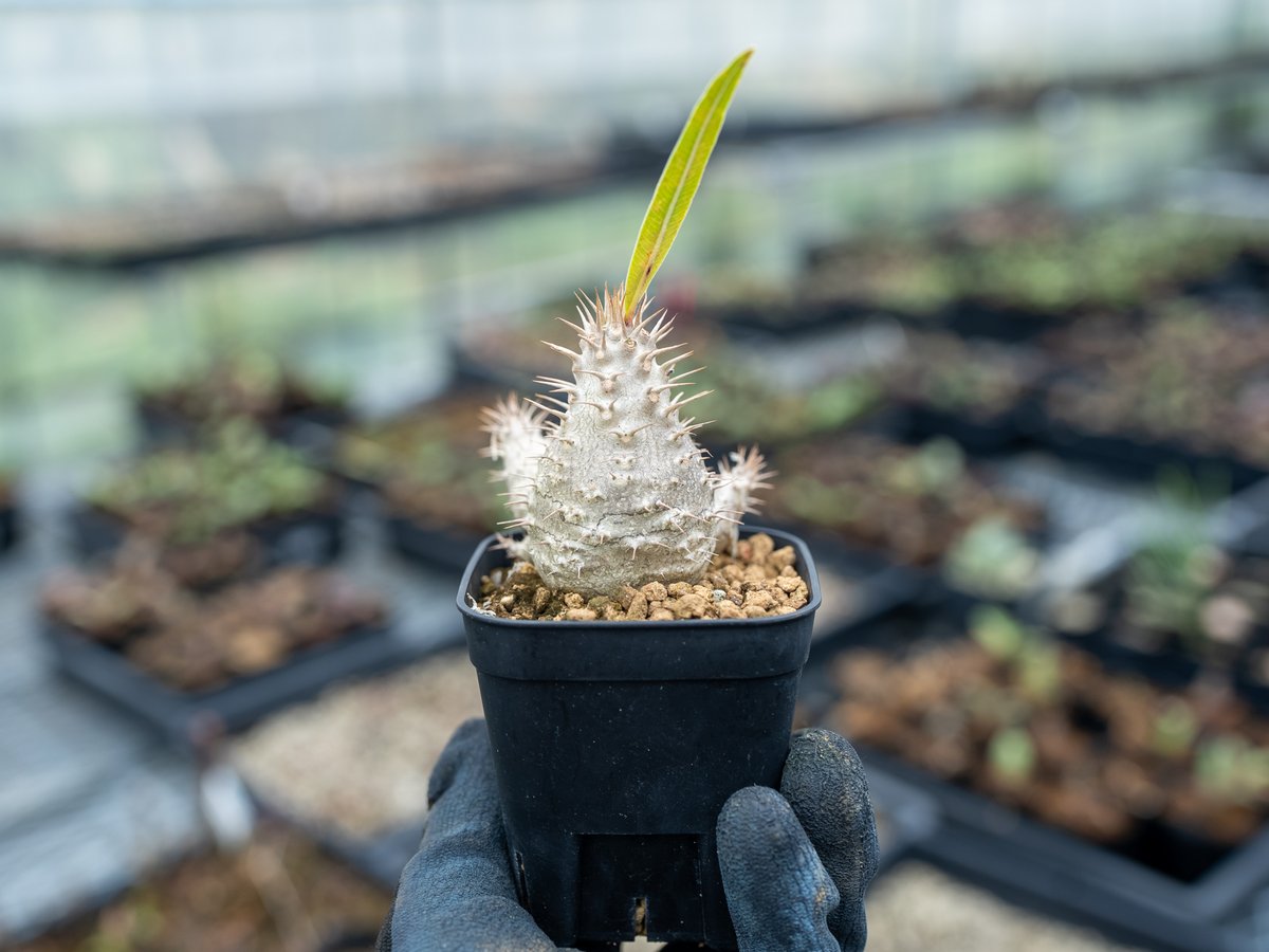 パキポディウム グラキリス 沖縄実生 | mana's farm:塊根植物・アガベ