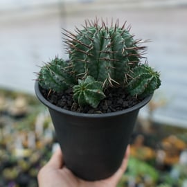 棘好き必見❗️大人気種❗️ 強棘　ホリダ　マジョール　(検索　オベサ　バリダ 棘好き必見❗️大人気種❗️ 強棘 ホリダ マジョール (検索 オベサ