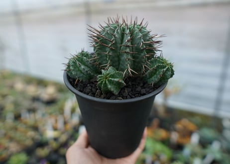 ユーフォルビア　ホリダ　Euphorbia horrida　No.2