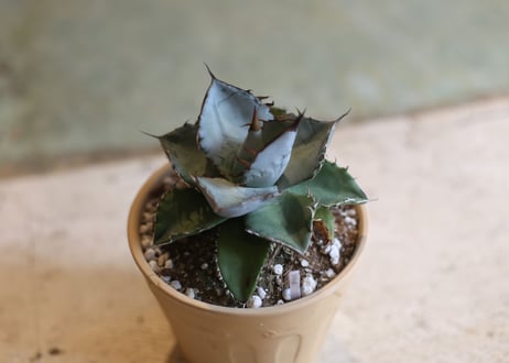 Agave titanota whiteice