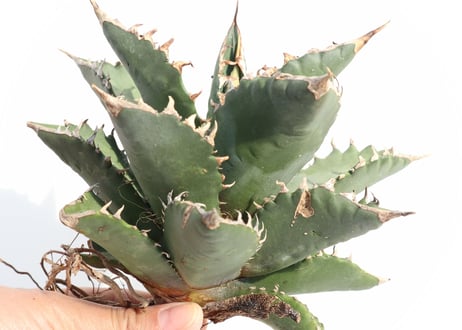 Agave titanota FO-76 compacta dwarf  no.2